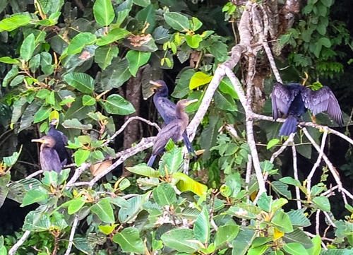 Cormorants about to go fishing