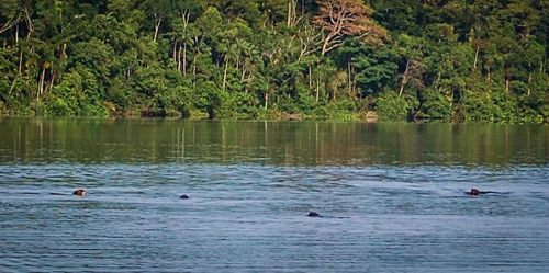 The elusive giant otter family