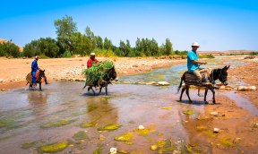 3 camels crossing stream