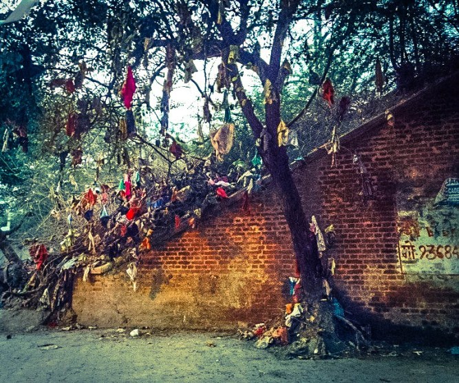 Agra Magic Tree
