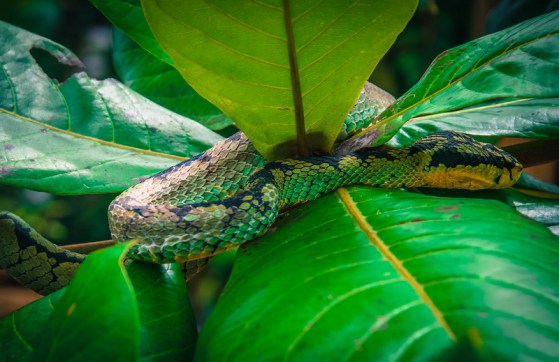 green20snake20in20leaves-l