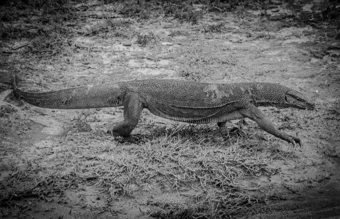 Monitor lizard B&amp;W