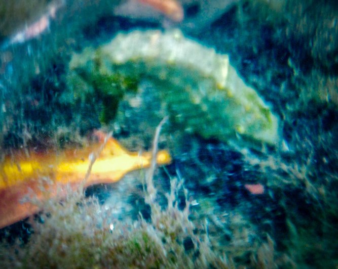 Galapagos iPhone Seahorse-1