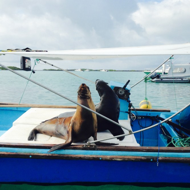 Sea Lions on a Boat